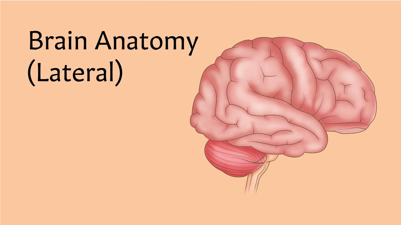 Brain Anatomy | AnatomyStuff