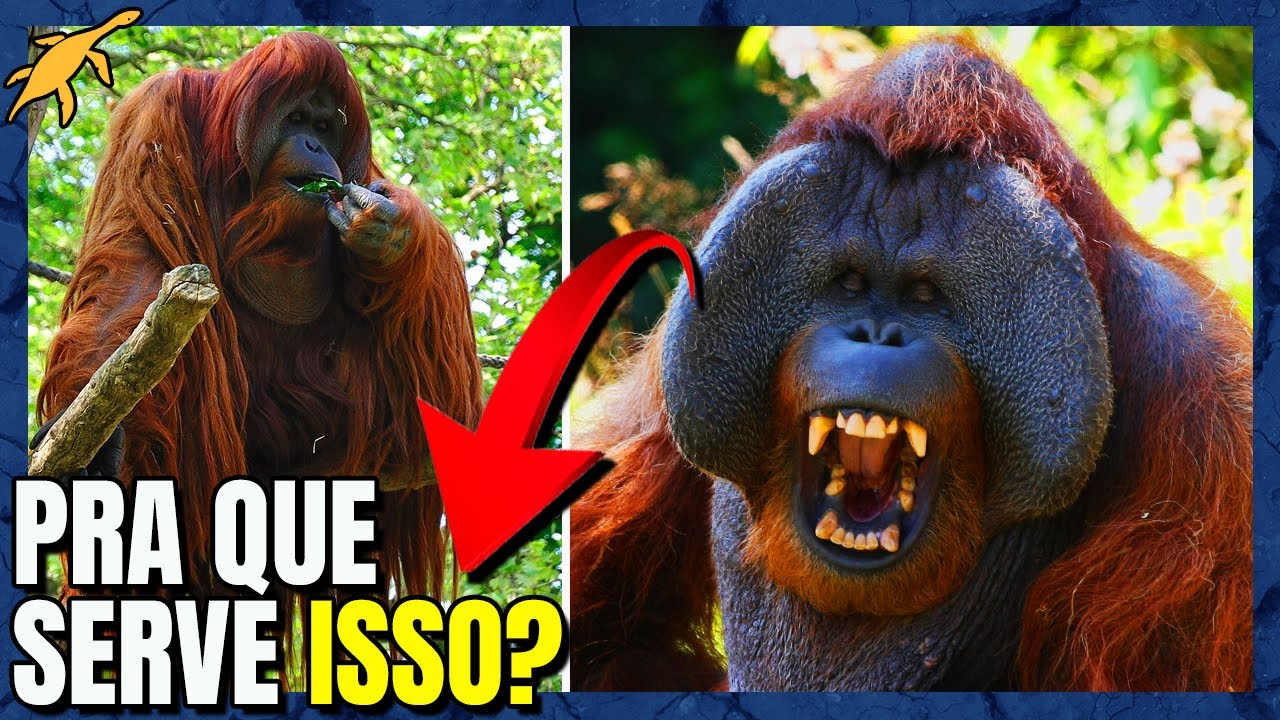 A BIOLOGIA INSANA do ORANGOTANGO!
