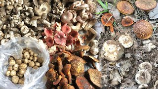 เลาะป่ายางนาแถวบ้าน หมานเห็ดรวมหลายชนิด!🍄