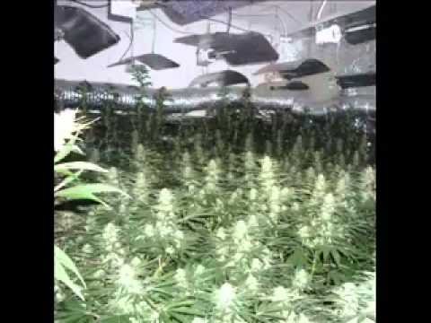 Jah Marnyah   Cannabis Factory   YouTube