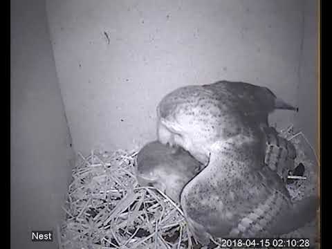 S02 180415 021011 SE, Männchen übergibt Beute, Paarung