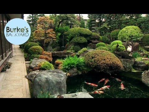 Burke's Backyard in Japan 3, Ryoanji Temple