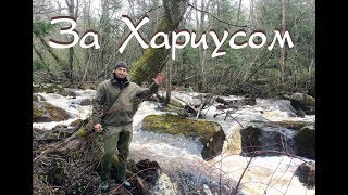 Хариус весной в амурской области