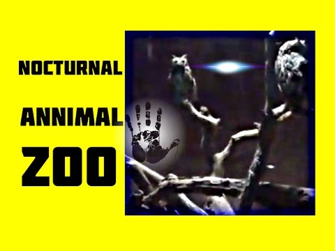 Night Animals Zoo - Must Watch Wild Animals at Night Zoo- 2015 New Video