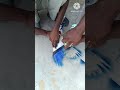 Kabutar Ko Colour Kaise Kare Shortvideo Pigeon Birdslover Animallover Birds Kabutar