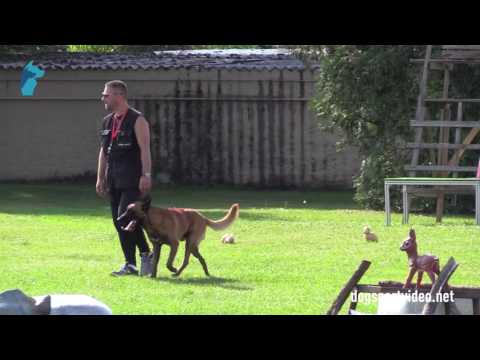 1. DMV Championat - Tomasz Gotowala - Baster Maligold