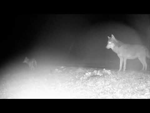 A night raid by a pair of wolves /  A farkaspár / Perechea de lupi