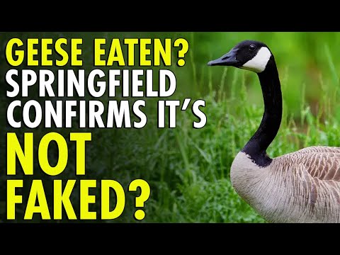 Springfield YouTuber Exposes Truth Behind Disappearing Ducks And Geese
