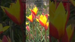 Start the SPRINGTIME Off Right with Some Gardening #garden