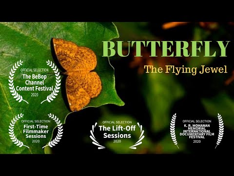 Butterfly The Flying Jewel Documentary