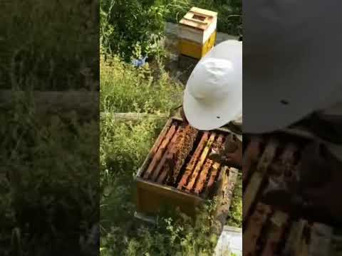 Mjalti puna e bletes dhe bleterritesit