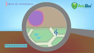 EPISODE 1 - LES CHAMPIGNONS