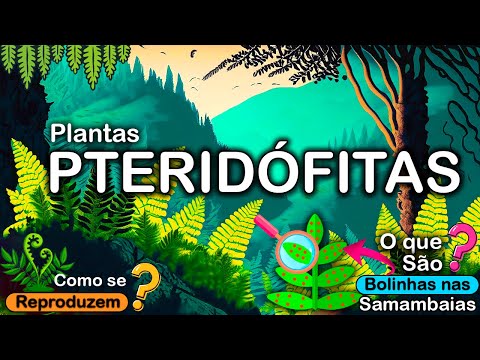 PTERIDÓFITAS – O GRUPO DAS SAMAMBAIAS, CONSIDERADAS FÓSSEIS VIVOS.