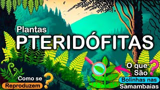 PTERIDÓFITAS – O GRUPO DAS SAMAMBAIAS, CONSIDERADAS FÓSSEIS VIVOS.