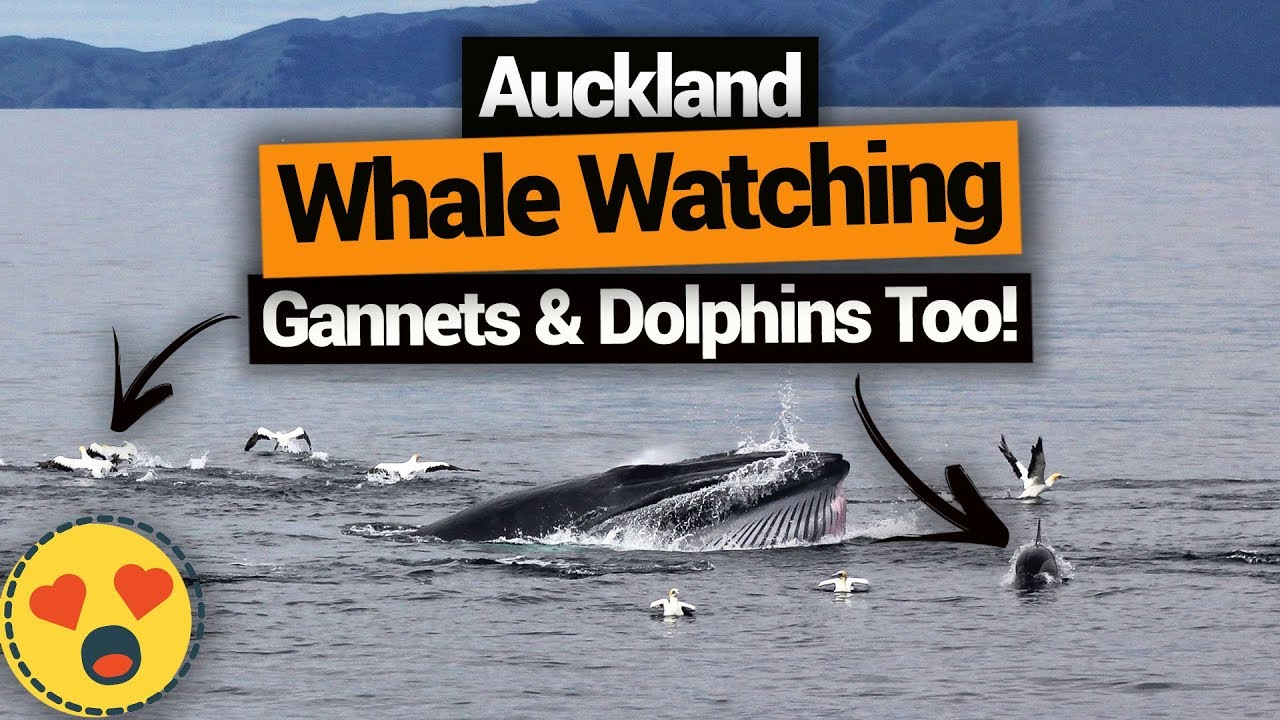 Join travelers as they experience Whale & Dolphin Watching.