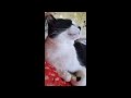 Happy Cat Loves You Playing With His Ears