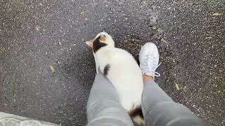 Не даёт прохода / МЕДВЕДЬ под окнами!