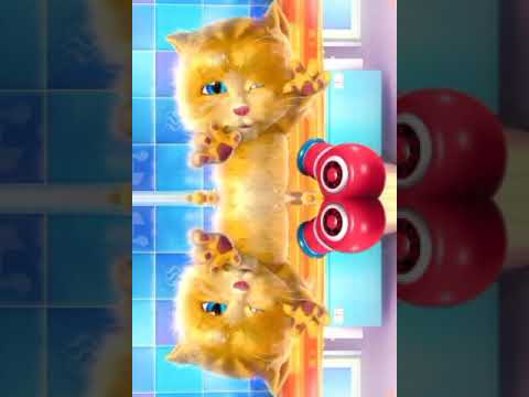 Ginger cat continuous using hair dryer...