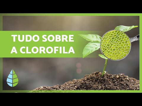 O que é CLOROFILA 🌿 Função, Tipos e Mais 👇