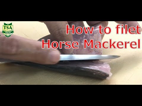 How to filet horse mackerel @tokyosushiacademyenglishcourse