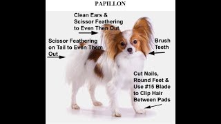 How to Groom the Papillon, Papillon Grooming Instructions, Papillon Grooming Video