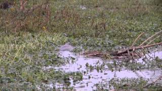 Rat Patrol! | Nutria Rats in the swamps of South Louisiana