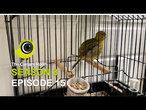 The Canary Room - Season 3 Episode 15 - The annual moult