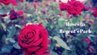【Regent's Park】ロンドンのバラ園を散歩しました