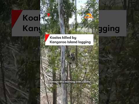 Koalas killed by Kangaroo Island logging