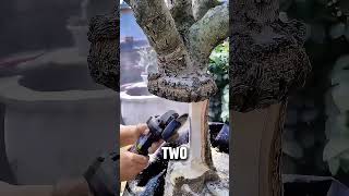 Advanced Tree Grafting Process for Stronger Plants 🌳🔧