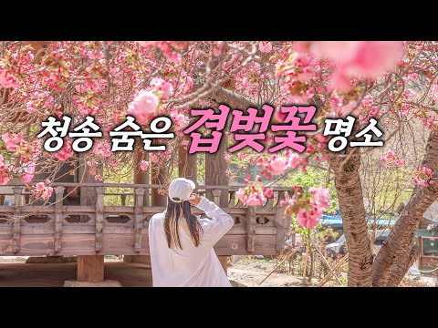 [온통청송] 청송 겹벚꽃 명소