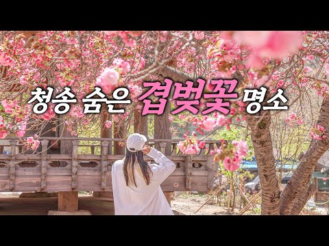 [온통청송] 청송 겹벚꽃 명소