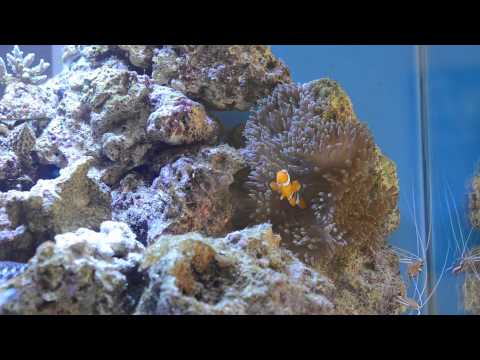 Day 66 Queen Angel and Corals