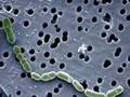 bacteria 