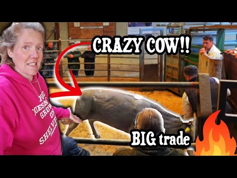 Store cattle @BenthamAuction Crazy cows!! #crazy #cow 