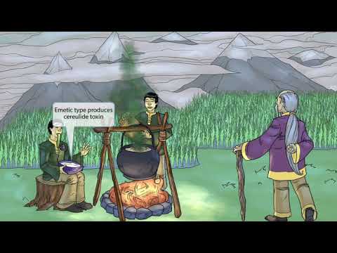 Bacillus Cereus for the USMLE Step 1