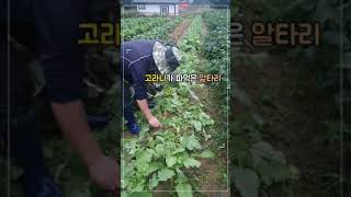 알타리무우 밭에 불청객 고라니가 다녀갔어요. 알타리무 파티를 즐겼나 봅니다.