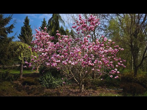 Magnolia na Wrzosowisku. Aranżacje, co sadzić pod magnolią?