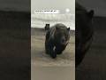 Shocking Encounter Mama Bear Defends Cubs Against Car