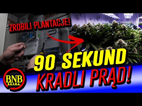 KRADLI PRĄD ŻEBY HODOWAĆ ZIOŁO! CBŚP ROZBIJA GANG! | 90 Sekund