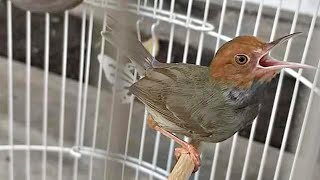 Download lagu Suara Prenjak Jantan Gacor NGALUN - MP3 PIKAT Burung Pernjak / Cinenen Liaran di Alam Paling Ampuh mp3