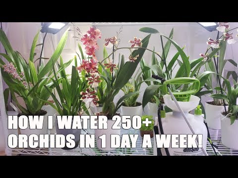 My Weekly Watering Routine! Quick Video on Watering a Large Orchid Collection!