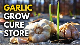 How to Harvest & Cure Garlic: Everything You Need to Know!