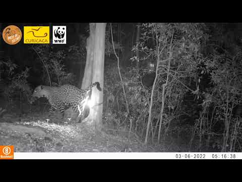 Onça / onça-pintada (Yaboti), Parque Estadual do Turvo em Derrubadas #fauna #animals #wildlife #onça