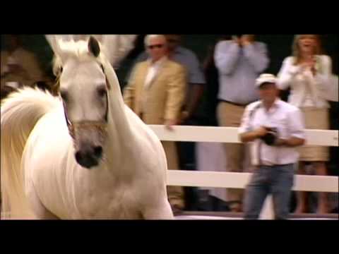 shahir ibn navarrone-d