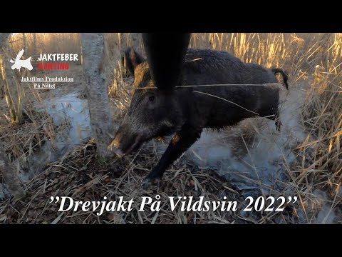 "Drevjakt På Vildsvin 2022" (Följ med jaktfeber på närkontakt med vildsvin)