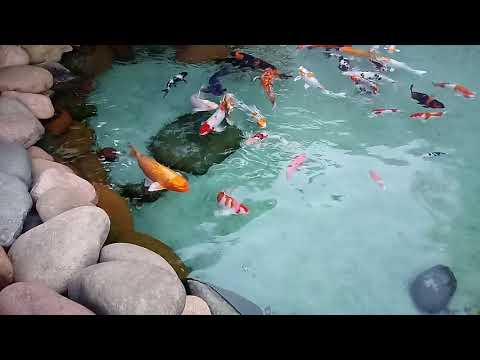 lago de peixe colorido