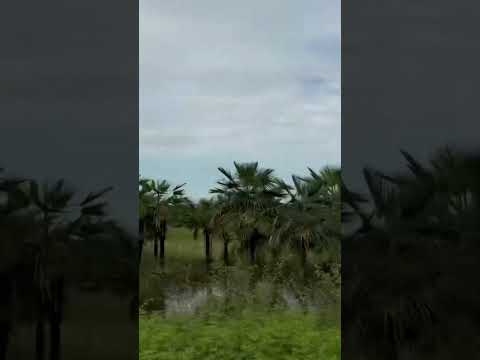 Esteros de Camaguan #CarreterasLlaneras #Guárico #Venezuela