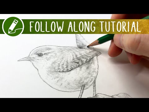 Drawing a Bird Study | Follow Along Tutorial