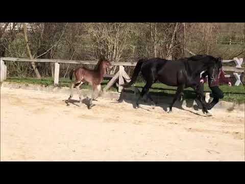 Hengstfohlen v. Zinedine-Likoto xx